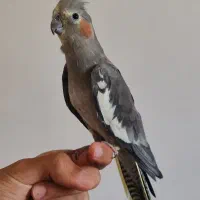 عروس هلندی ماده|پرنده|دالاهو, |دیوار