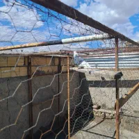 کبوتر گرفتنی