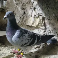 کبوتر پلاکی|حیوانات|کرمانشاه, |دیوار