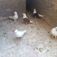 کبوتر ساتن سفید ، دوکت سیاه و چپ سرخ|پرنده|فولادشهر, مسکن مهر فولادشهر|دیوار