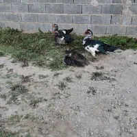 اردک اسرائیلی