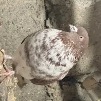 کفتر پرشی|پرنده|قره قوین, |دیوار