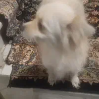 سگ پامرین روباهی ماده|سگ|بروجرد, |دیوار