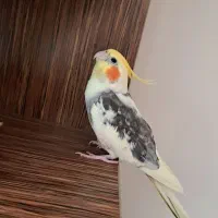 عروس هلندی نر