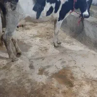 گاوابستن۳ ماهه