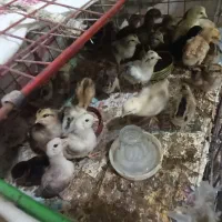 جوجه خانگی|حیوانات مزرعه|زابل, |دیوار