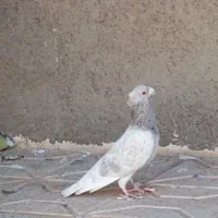 سار کله هما کاکلی