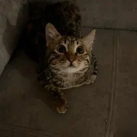 گربه خونگی شیراز و صدرا|گربه|صدرا-فارس, فاز ۱|دیوار