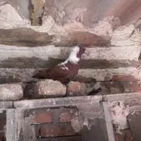 کبوترقارنی قره وککیلی|پرنده|اردبیل, |دیوار