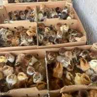 جوجه محلی.گردن لخت کاکلی رنگی اردک بوقلمون