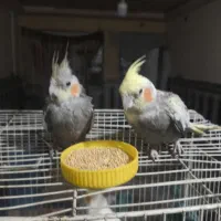 عروس هلندی جوجه