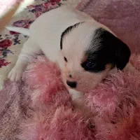 سگ پا کوتاه شیتزو