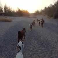 فروش بز داشتی دوقلوزاباکهره وگیسه