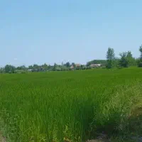 زمین کشاورزی کلواری