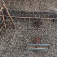کبوتر