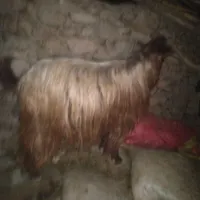 نربز|حیوانات مزرعه|چناران, |دیوار