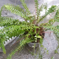 گلهای طبیعی مناسب منزل شما|گل و گیاه طبیعی|رشت, ترمینال|دیوار