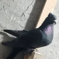 کفتر|پرنده|کرمان, |دیوار