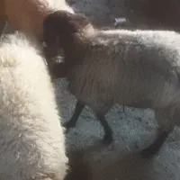 بره نر|حیوانات مزرعه|اسفراین, |دیوار