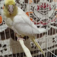 عروس هلندی لوتینو ماده|پرنده|فردوس (خراسان), |دیوار