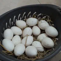 تخم بوقلمون
