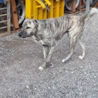 واگذاری سگ|سگ|قزوین, |دیوار