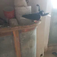 پرنده|پرنده|آبگرم, |دیوار