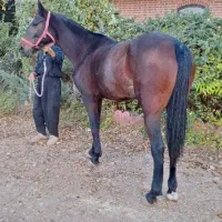 اسب ترکمن|اسب و تجهیزات اسب‌سواری|تهران, شهرک غرب|دیوار