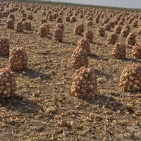 پیاز|خوردنی و آشامیدنی|جوین, |دیوار