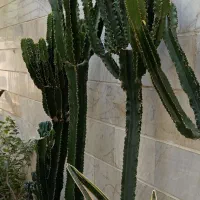 کاکتوس افوربیا