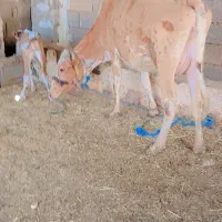 گاوگوساله ماده