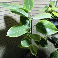 تمدید و شارژ قلمه رایگان|گل و گیاه طبیعی|اصفهان, شاه پسند|دیوار