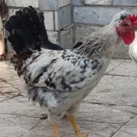 فروش فوری