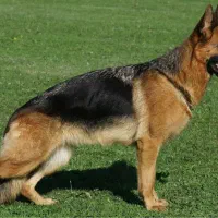 توله سگ ژرمن اصیل