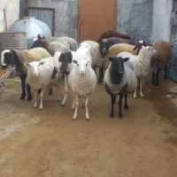 شک رومانوف ابستن ۳قلوزا