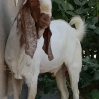 پازن پاکستانی گلابی اصل به فروش میرسد