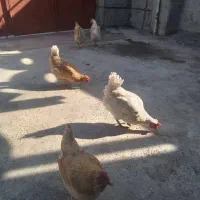 آگهی مرغ|پرنده|مارگون, |دیوار