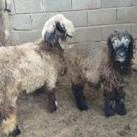 بره نر
