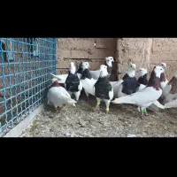 رنگی دوری|پرنده|دزفول, |دیوار