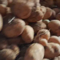 سیب زمینی بذری