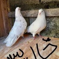 کبوتر کفتر  پرشی|پرنده|رشت, حومه رشت|دیوار