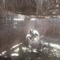 بره نر بزرگ