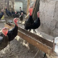 بوقلمون برنز۵ماهه|حیوانات مزرعه|قم, پردیسان|دیوار