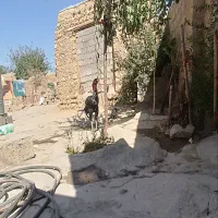 خروس لاری و جوجه لاری|حیوانات مزرعه|شاهین دژ, |دیوار
