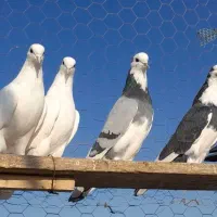 کبوتر پرشی تضمینی یکجا