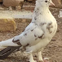 گمشده