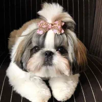 شیتزو وایت فیس|سگ|تهران, ولنجک|دیوار