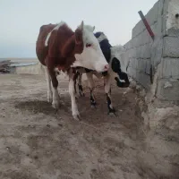 3راس تلیسه جنس خوب|حیوانات مزرعه|اینچه برون, |دیوار