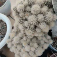 فروش انواع کاکتوس با قیمت مناسب در گلخانه منزل|گل و گیاه طبیعی|سمنان, |دیوار