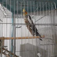 عروسی هلندی